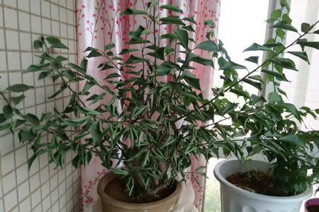 梅花卷叶解决办法