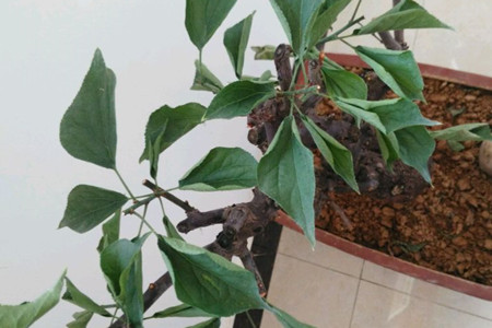 梅花卷叶解决办法