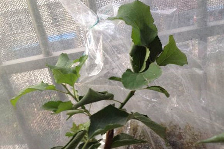 梅花卷叶解决办法