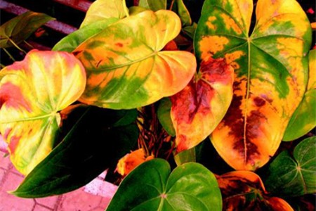 红掌花叶子变黄解决办法