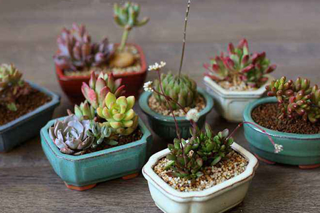 多肉植物怎么养