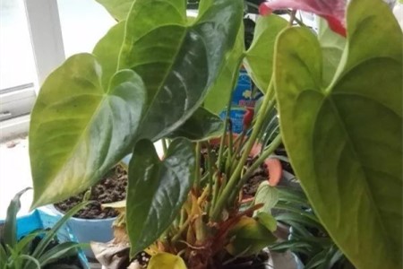 红掌花叶子变黄解决办法