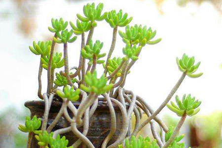 多肉植物怎么养