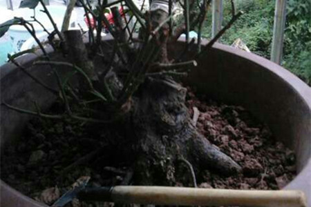 梅花叶子干焦解决办法