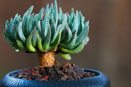 多肉植物怎么养