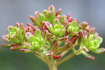 多肉植物怎么养