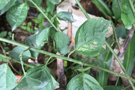 梅花叶子干焦解决办法