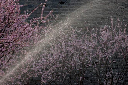 梅花叶子干焦解决办法