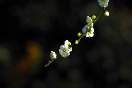 梅花叶子干焦解决办法