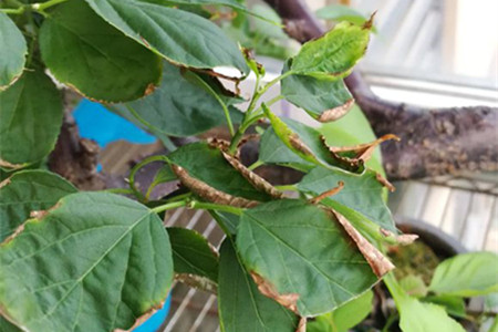 梅花叶子干焦解决办法