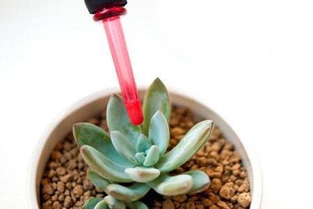 多肉植物怎么养