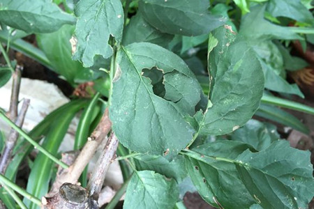 梅花叶子干焦解决办法