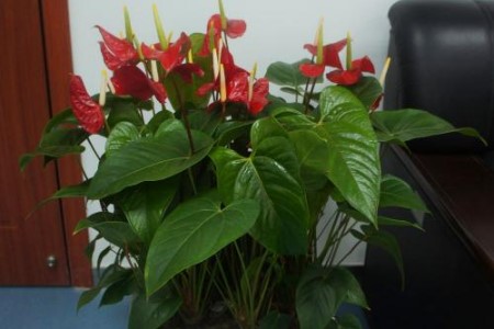 红掌夏天怎么养