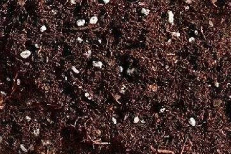 龙舌兰怎么分盆