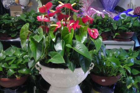 红掌夏天怎么养