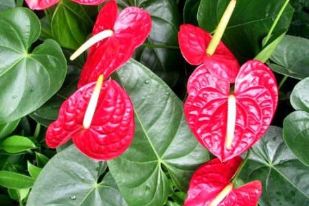 红掌夏天怎么养