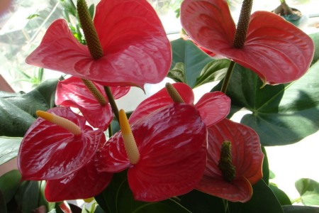 红掌夏天怎么养