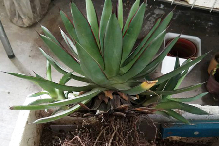 龙舌兰怎么分盆