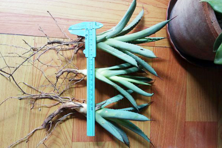 龙舌兰怎么分盆