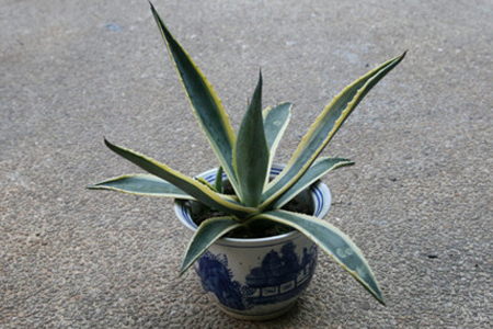 龙舌兰怎么分盆