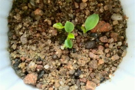 红掌种子种植办法