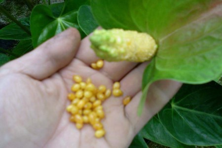 红掌种子种植办法