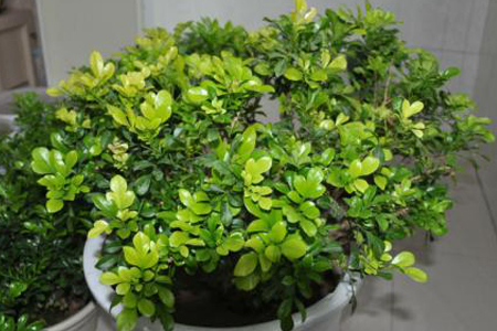 米兰什么时候换盆好