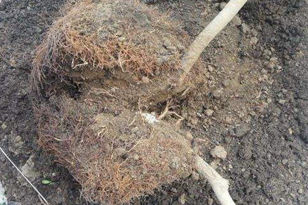 米兰什么时候换盆好