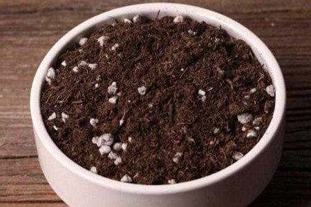 米兰什么时候换盆好