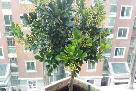 米兰什么时候换盆好