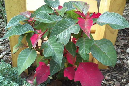 一品红叶子不红解决办法