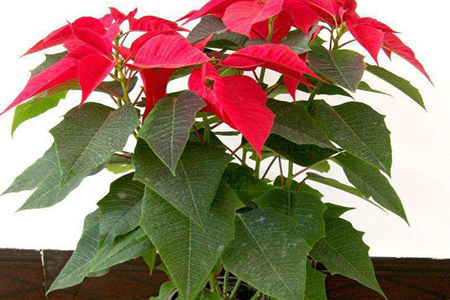 一品红叶子不红解决办法