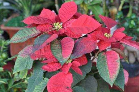 一品红叶子不红解决办法