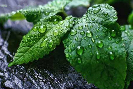 薄荷怎么养长得旺