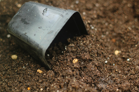 薄荷怎么养长得旺