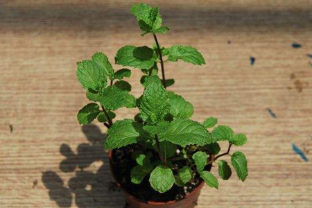 薄荷怎么养长得旺