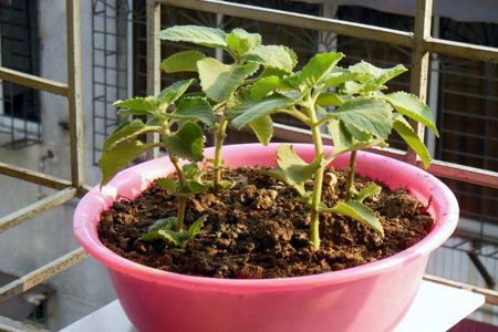 薄荷怎么养长得旺