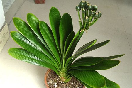 君子兰水浇多了解决办法