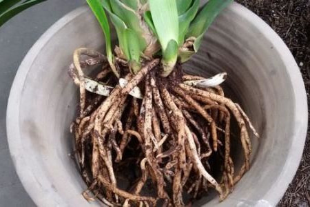 君子兰水浇多了解决办法