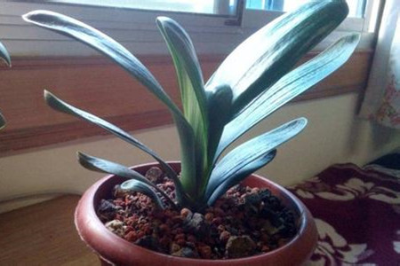 君子兰水浇多了解决办法