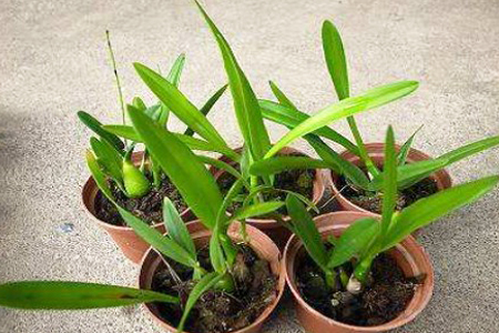 一叶兰怎么分株