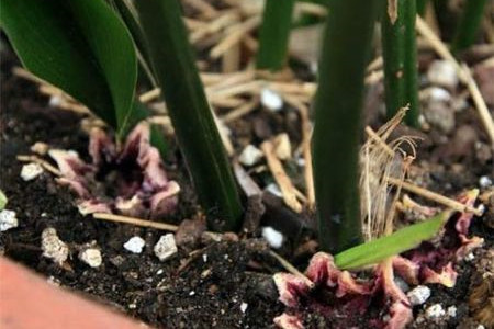 一叶兰怎么分株