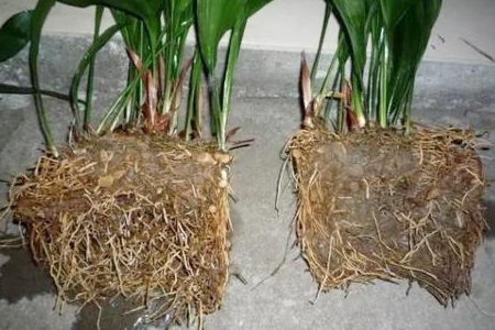 一叶兰怎么分株