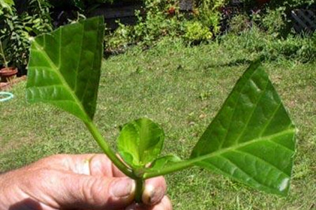 绣球花怎么扦插