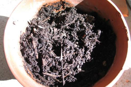 绣球花怎么扦插