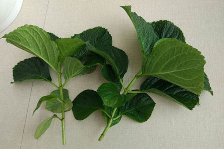 绣球花怎么扦插