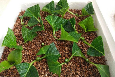 绣球花怎么扦插