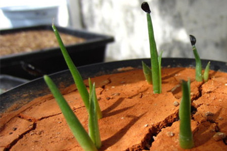 龙舌兰怎么繁殖