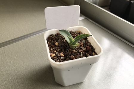 龙舌兰怎么繁殖