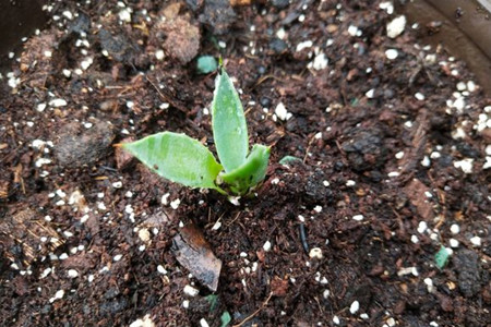 龙舌兰怎么繁殖